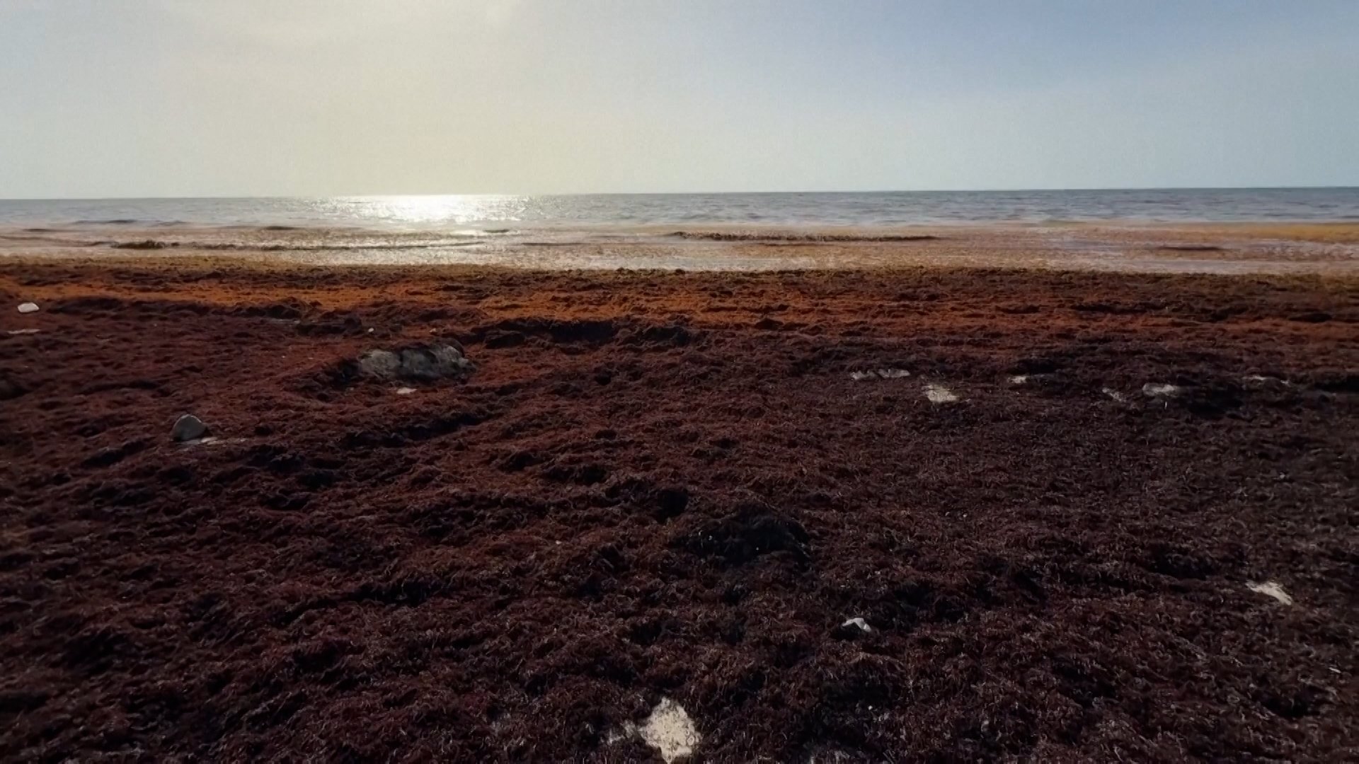 How a seaweed bloom is affecting tourism in Mexico
