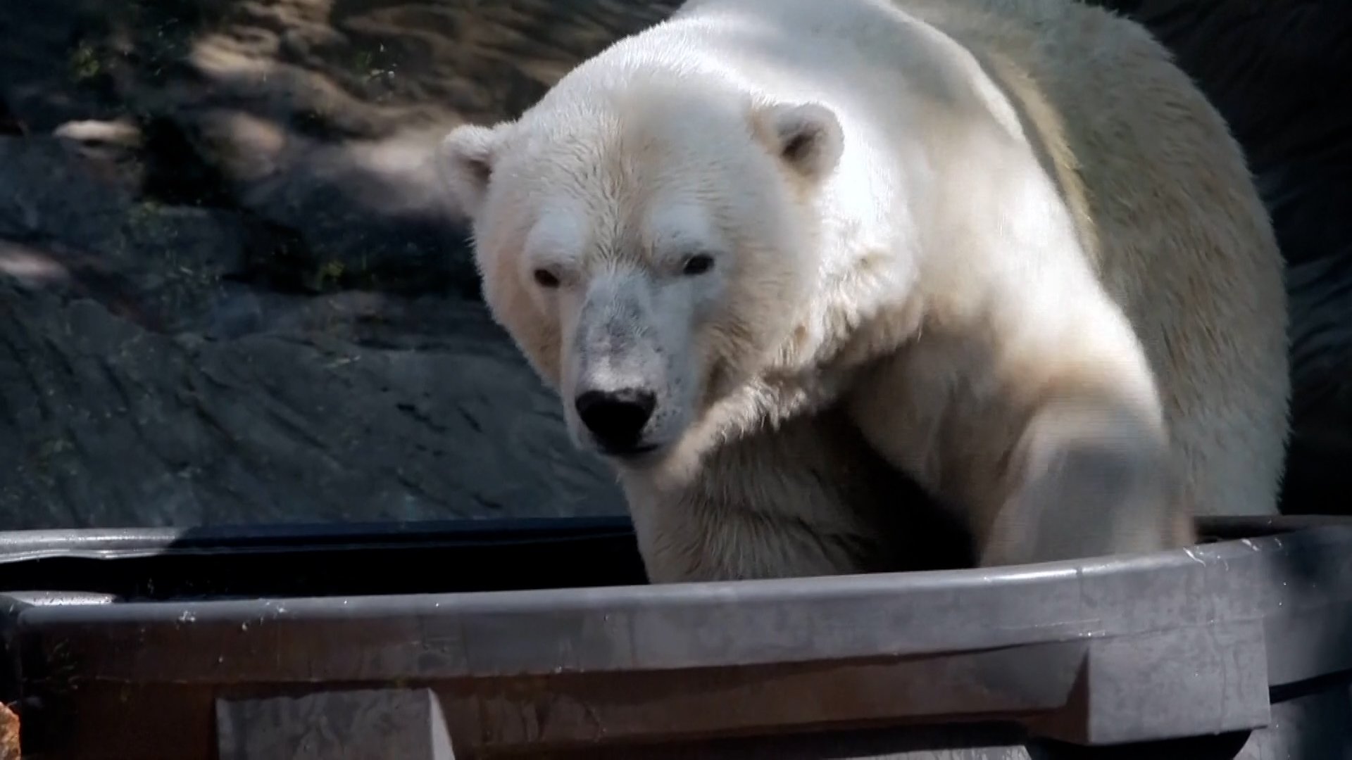 Prague Zoo keeps polar bears cool with ice amid heatwave